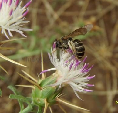 Andrena ricipiens-4