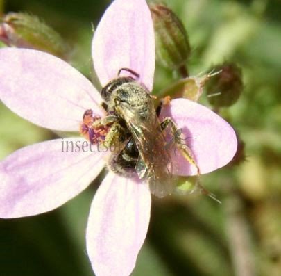 Andrena sp-3