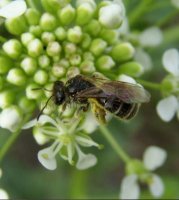 Andrena coitana -2