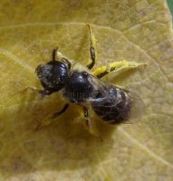 Andrena minutula -5