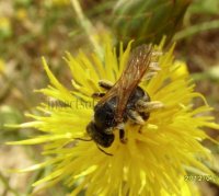 Andrena nasuta -2