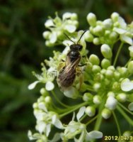 Andrena ovatula-3