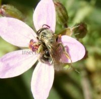 Andrena sp-3