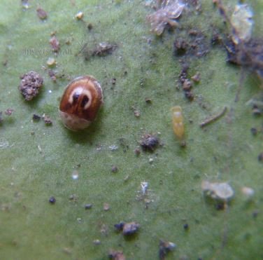 Aphytis melinus 