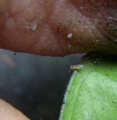  Aphytis sp 
