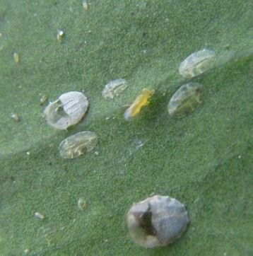 Chlorops sp- 
