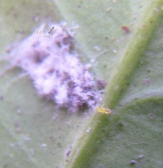 Aphytis melinus-1