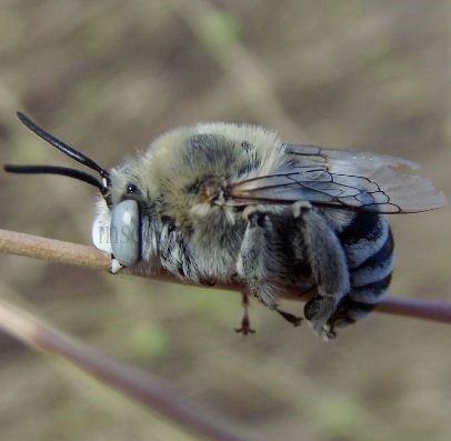 Amegilla albigena-1