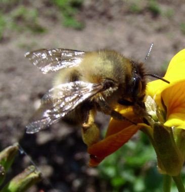 Anthophora acervorum