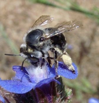 Anthophora aestivalis
