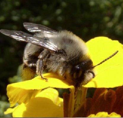 Anthophora atroalba-1