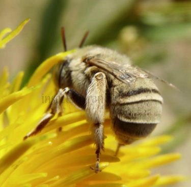 Anthophora bimaculata-1