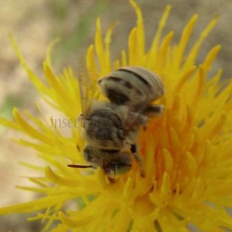 Anthophora bimaculata-2