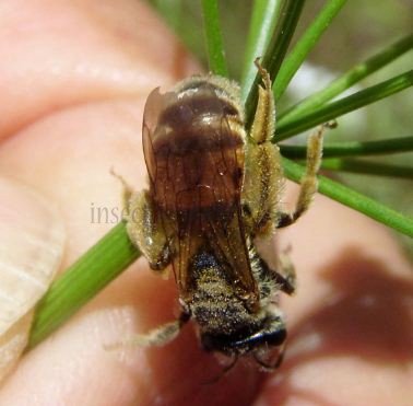 Anthophora furcata