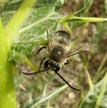 Anthophora plumipes-1