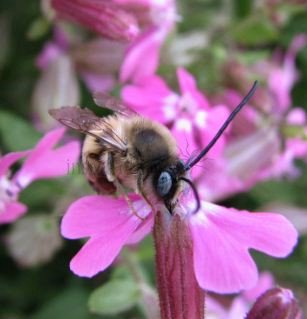 Anthophora plumipes-2