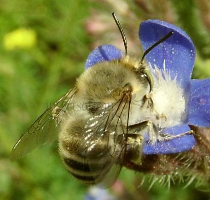 Anthophora plumipes-2