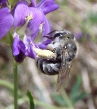 Anthophora quadrimaculata -2