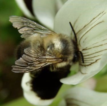 Anthophora retusa-1