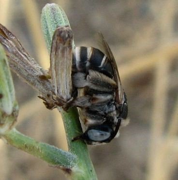 Anthophora sp-2