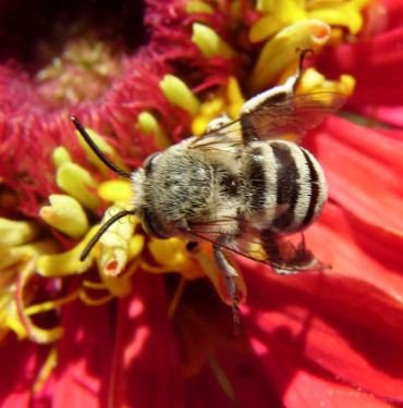 Amegilla cingulata