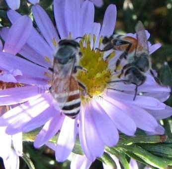 Apis mellifera-3
