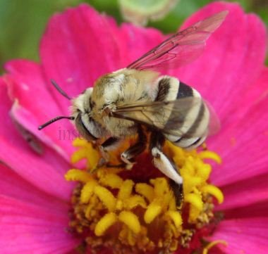 Amegilla quadrifasciata-2