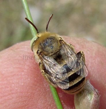 Amegilla sp-2