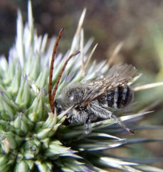 Eucera nigrifacies  -1