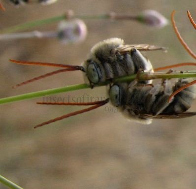 Eucera sp-1
