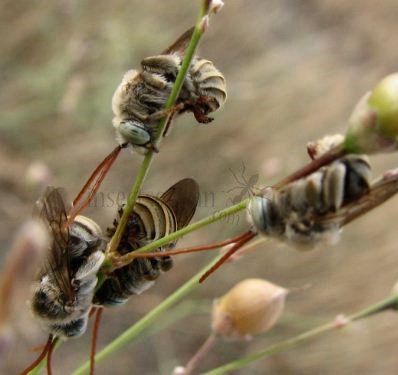 Eucera sp-5