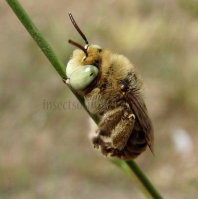 Eucera sp-6