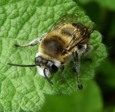 Habropoda tarsata-1