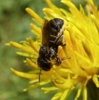 Heriades truncorum