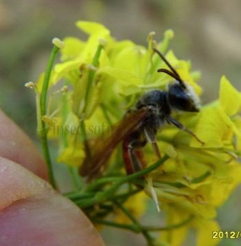 Nomada fabriciana-2