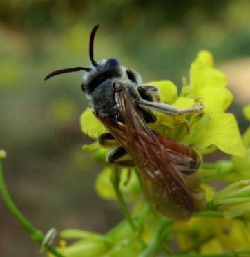 Nomada fabriciana-3