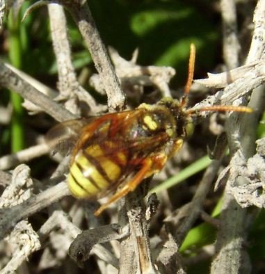 Nomada lathburiana-1
