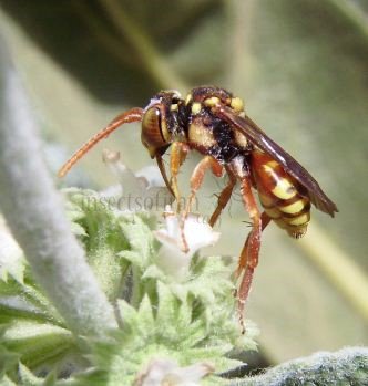 Nomada lathburiana-2