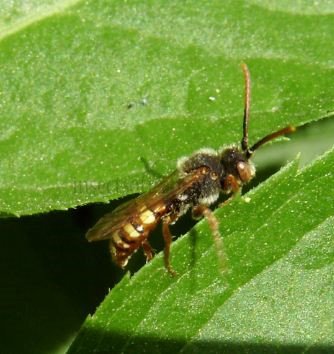 Nomada sp