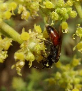 Sphecodes ferruginatus-2
