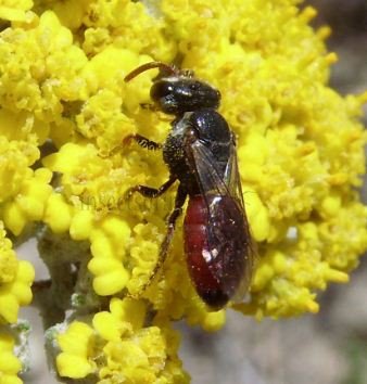 Sphecodes miniatus