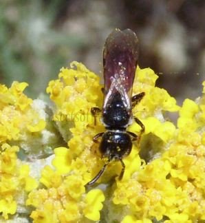 Sphecodes monilicornis-1