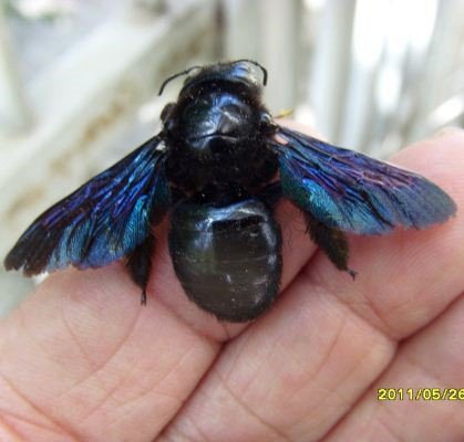 Xylocopa violacea   -1