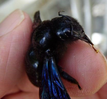 Xylocopa violacea -2