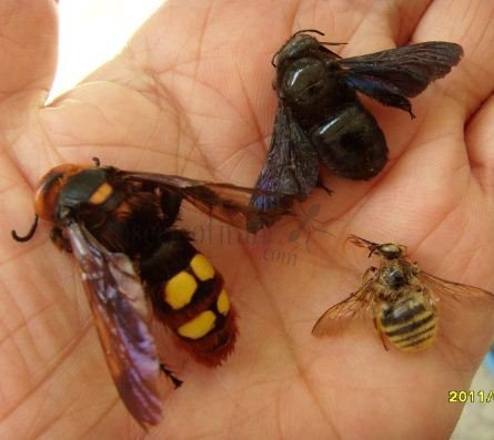 Xylocopa violacea -3