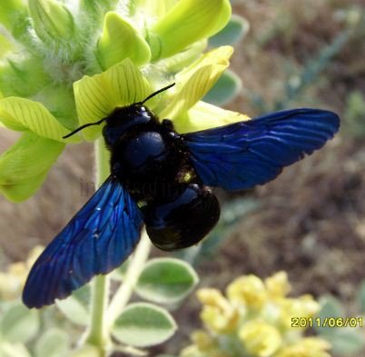 Xylocopa violacea -4