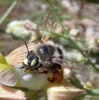 Anthophora sp-3