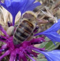 Apis mellifera-7