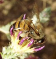 Apis mellifera-9
