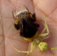 Bombus hortorum-1